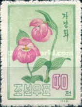 Lady's Slipper (Cypripedium thunbergii)