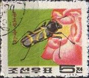 Longhorn Beetle (Cyrtoclytus capra)