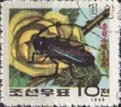 Longhorn Beetle (Agapanthia pilicornis)