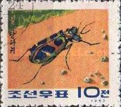 Japanese Tiger Beetle (Cicindela chinensis japonica)