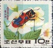 Longhorn Beetle (Purpuricenus lituratus)