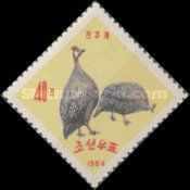 Helmeted Guineafowl (Numida meleagris)