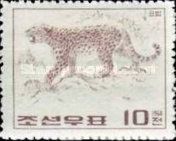 Amur Leopard (Panthera pardus orientalis)