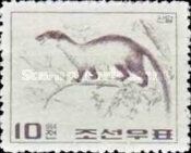 Yellow-throated Marten (Martes flavigula ssp. koreana)