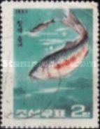 Shad (Alosa sp.)