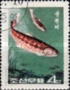 Dolly Varden Trout (Salvelinus malma ssp. curilus)