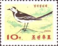 White Wagtail (Motacilla alba)