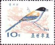 Azure-winged Magpie (Cyanopica cyanus)