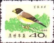 Chinese Grosbeak (Coccothraustes migratorius)