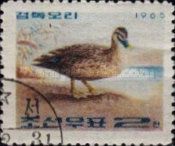 Eastern Spot-billed Duck (Anas poecilorhyncha zonorhyncha)