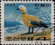 Ruddy Shelduck (Tadorna ferruginea)