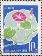 Morning Glory (Ipomoea nil)
