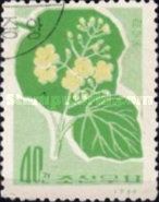 Catalpa (Catalpa ovata)