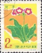 Primula sieboldii