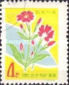 Campion (Lychnis fulgens)
