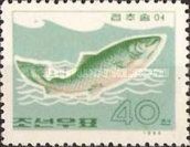 Pink Salmon (Oncorhynchus gorbuscha)