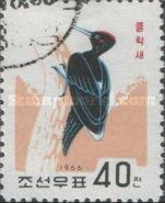Tristram's Woodpecker (Dryocopus javensis richardsi)
