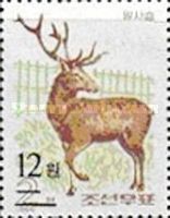 Altai Wapiti (Cervus canadensis sibiricus)