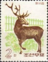 Altai Wapiti (Cervus canadensis sibiricus)
