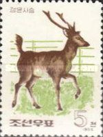 Sika Deer (Cervus nippon)