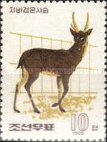 Giant Muntjac (Muntiacus vuquangensis)