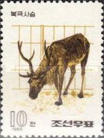 Père David's Deer (Elaphurus davidianus)