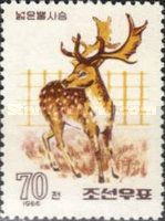 Common Fallow Deer (Dama dama)