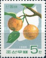 Wild Pear (Pyrus ussuriensis)