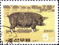 Domestic Pig (Sus scrofa domestica)