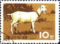 Goat (Capra aegagrus hircus)