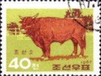 Bull (Bos primigenius taurus)