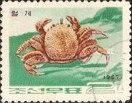 Horsehair Crab (Erimacrus isenbeckii)
