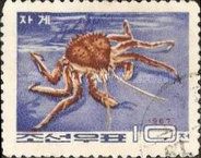 Red King Crab (Paralithodes camtschatica)