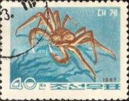 Snow Crab (Chionocetes opilio)