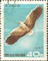Steller's Sea Eagle (Haliaetus pelagicus)