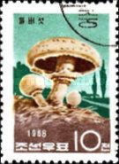Champignon (Psalliota bispora)