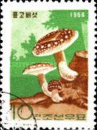 Matsutake (Tricholoma matsutaki)