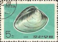 Smooth Clam (Meretrix chione)
