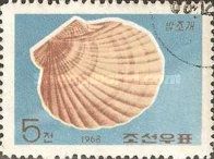 Noble Scallop (Chlamys senatoria)