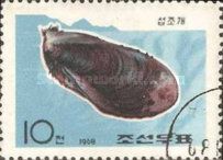 Freshwater Mussel (Margaritana sp.)