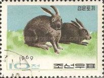 Domestic Rabbit (Oryctolagus cuniculus domesticus)
