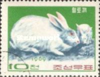 Domestic Rabbit (Oryctolagus cuniculus domesticus)
