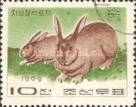 Domestic Rabbit (Oryctolagus cuniculus domesticus)
