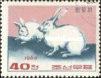 Domestic Rabbit (Oryctolagus cuniculus domesticus)