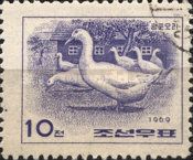 Kwangpo Duck (Anas platyrhynchos domestica)