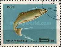 Japanese Amberjack (Seriola quinqueradiata)