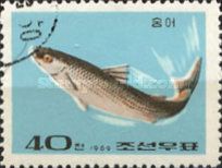Mullet Fish