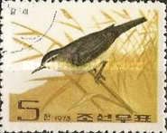 Black-browed Reed Warbler (Acrocephalus bistrigiceps)