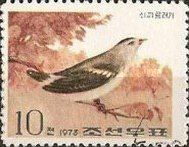 Daurian Starling (Agropsar sturninus)