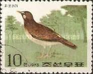 Gray Starling (Spodiopsar cineraceus)